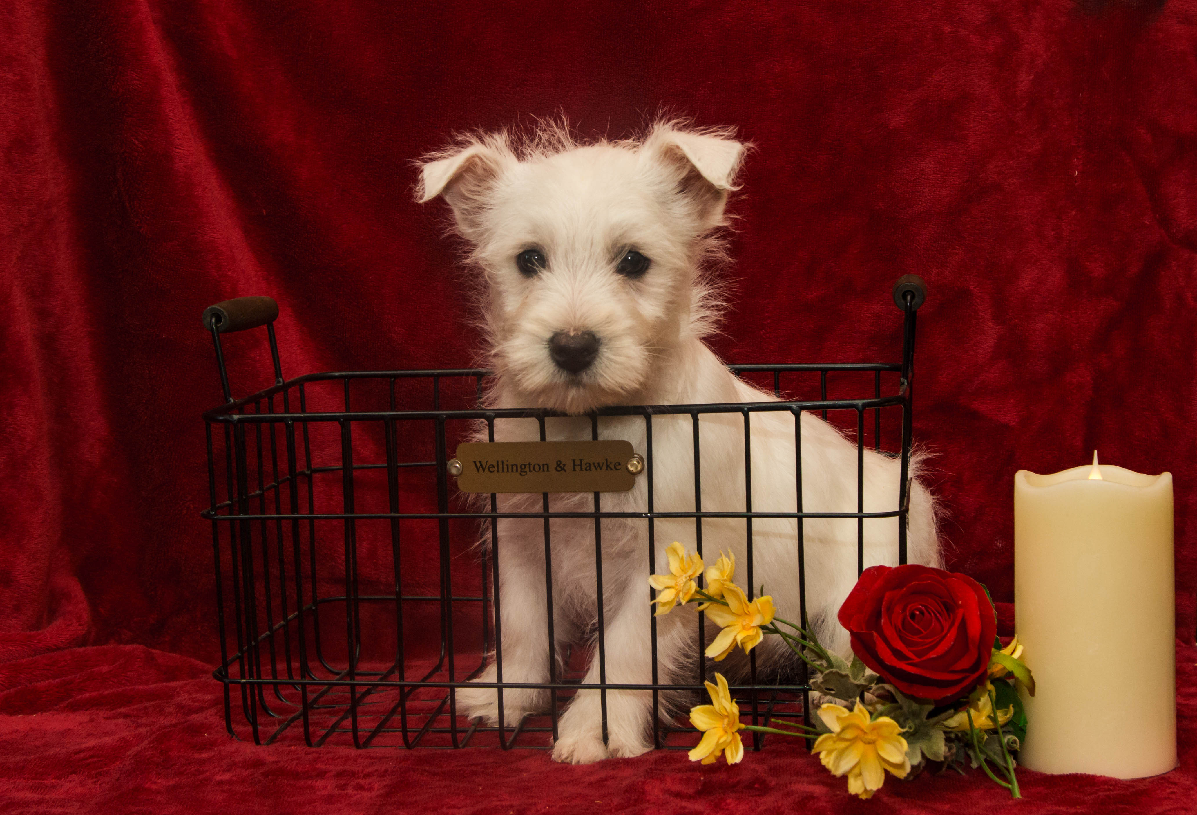 puppy, for, sale, West Highland White Terrier, Amos B. King, dog, breeder, Romney, WV, dog-breeder, puppy-for-sale, forsale, nearby, find, puppyfind, locator, puppylocator, aca